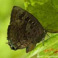 Arhopala amantes Hewitson, 1862